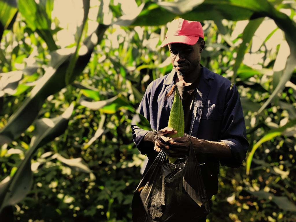 Young farmer turns policy into production at plot 11A